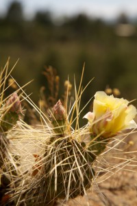 cactus flower 4