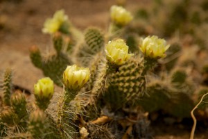 cactus flower 2