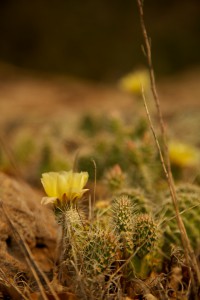 cactus flower 1