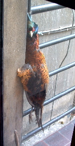 Dead Rooster on the Landing