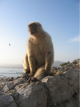 Macaque in regal pose