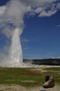 Old Faithful and Bison