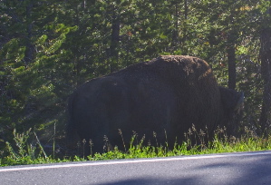 roadside bison