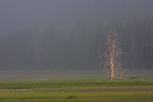 sunlit dead tree